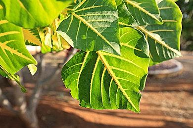 《龙腾世纪：影障守护者》EA Play会员限时免费体验