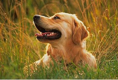 2D银河恶魔城游戏《桃太郎物语》即将开启众筹