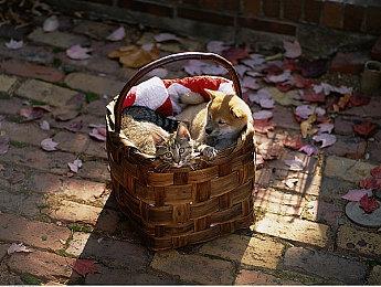 世嘉《索尼克：边境》7分钟完整实机视频展示