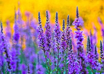 《艾迪芬奇的记忆》将原生登陆PS5和Xbox Series